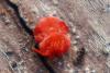Trombidium sp.